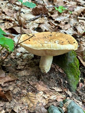 Mantar mantarı Boletus edulis orman zemininde dökülen yaprakların arasında büyüyor..