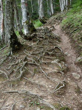Ağaçların görünen kökleri patikada zikzak çiziyor..