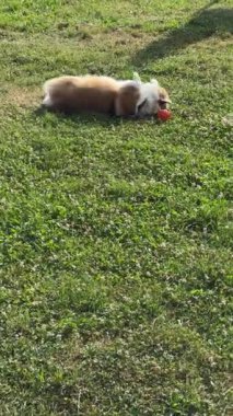 Corgi çimenlerin üzerinde yatıp küçük kırmızı bir topla oynuyor..