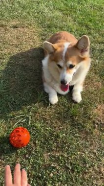 Excited Corgi running happily with an orange ball on the grass.