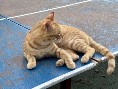 Kızıl kedi, açık hava masa tenisi masasında rahatça uzanıyor..