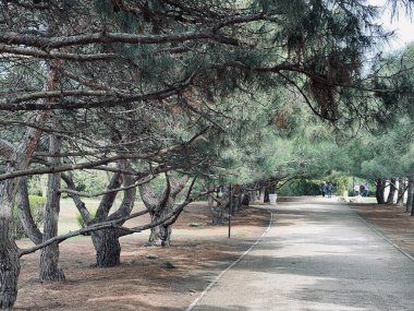 Huzurlu bir parkta uzun çam ağaçlarıyla çevrili gölgeli bir yürüyüş yolu..