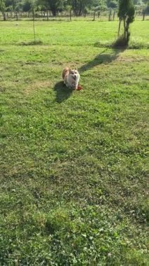 Corgi güneşli bir günde çimlerin üzerinde neşeyle yuvarlanıyor..