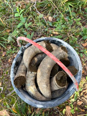 Cow horns used for biodynamic farming preparations in a rural setting. clipart