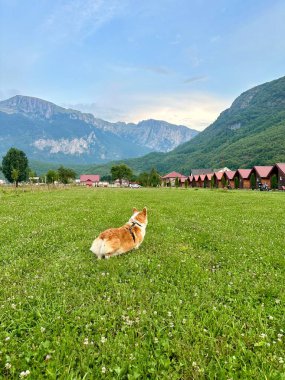 Corgi arka planda manzaralı dağlarla çimenli bir arazide kalıyor..