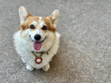 Neşeli Corgi mutlu bir ifadeyle kaldırımda oturuyor..