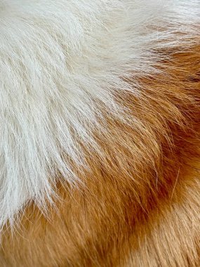 Altın ve beyaz renkte tüylü bir Corgi..