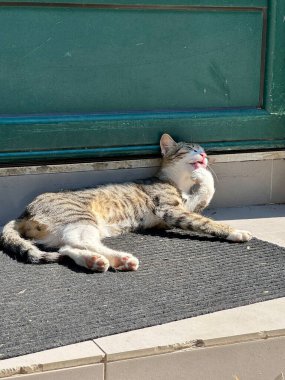 Serseri kediyi rahatlatıyor Güneşin altında bir kapının kenarında güneşleniyor.