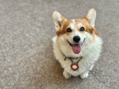 Şehir kaldırımlarında gülümseyerek poz veren sevimli Corgi..