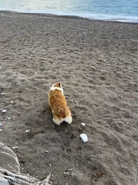 Corgi köpeği yan yatar ve kumsalda neşeyle yuvarlanır..