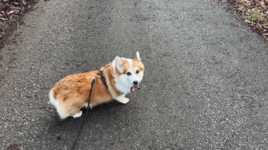 Corgi köpeği arkasına bakar ve asfalt bir yolda yürümeye devam eder..