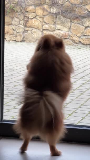Fluffy Pomeranian Ladrando Pie Junto Ventana Interior — Vídeo de stock