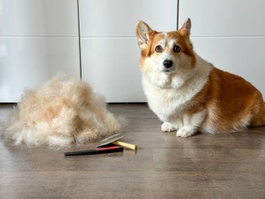 Corgi köpeği, külüstür bir kürkün yanında oturmuş, tımar aletleriyle..