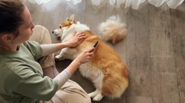 Tüylerini dökmek için Corgi köpeği fırçalayan bir kadın..