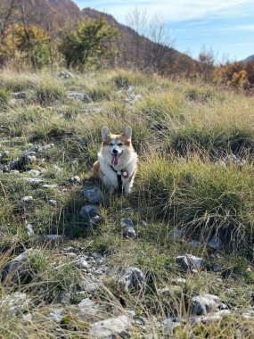 Uzak dağ manzaralı çimenli bir tepenin ortasında duran Corgi köpeği..