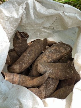 Biyodinamik İnek Boynuzları Torbada. Geleneksel Organik Tarım Hazırlık 500.