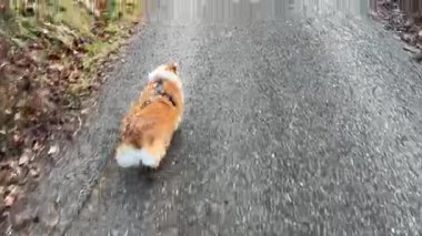 Corgi köpeği asfalt yolda yürüyor.