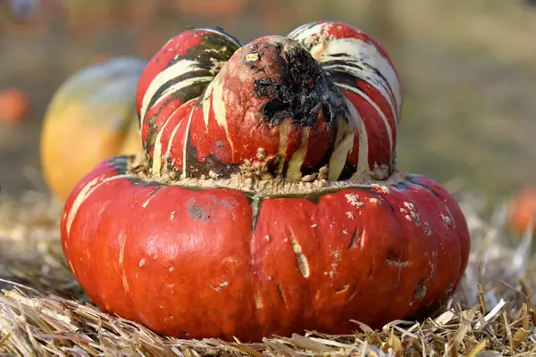 Bir balkabağının geliştirme biçimi