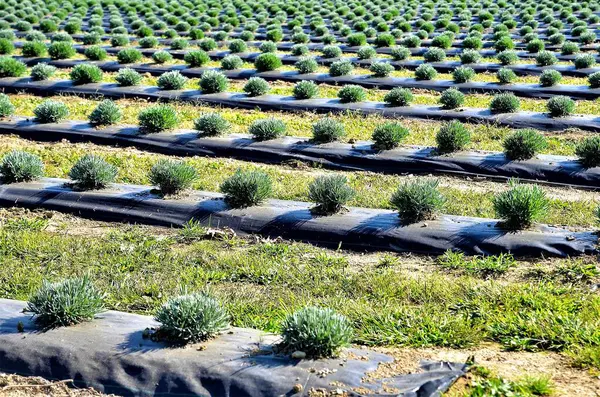 sabah yeşil çim alan