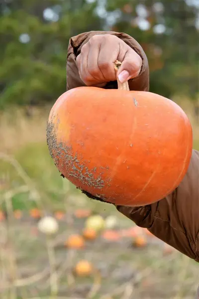 Büyük bir balkabağı tutan bir adamın elini kapat..