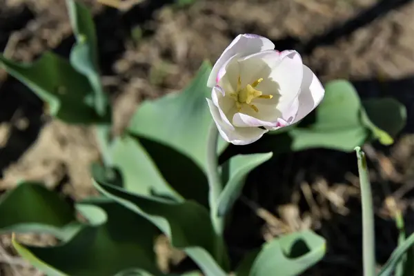 Parktaki güzel çiçekler.