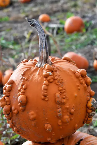 Fruit for Halloween in the field