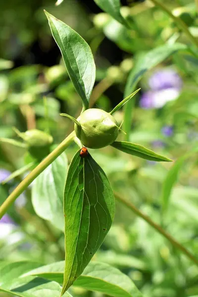  Botanik çekim, doğal duvar kağıdı.