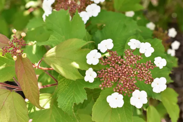 Bahçede beyaz çiçekler ve yeşil yapraklar