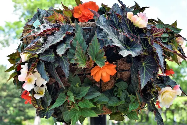 Güzel botanik fotoğrafı, doğal duvar kağıdı.