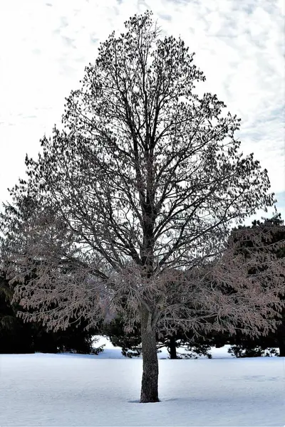 Parkta karla kaplı ağaçlar