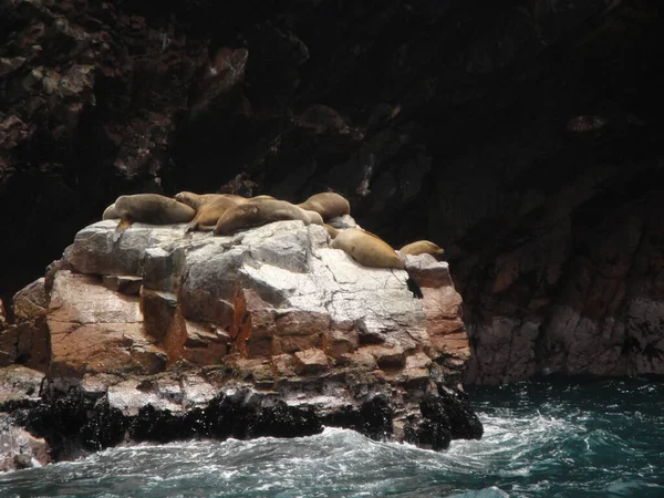 Θαλάσσια Λιοντάρια Στο Paracas Peru — Φωτογραφία Αρχείου