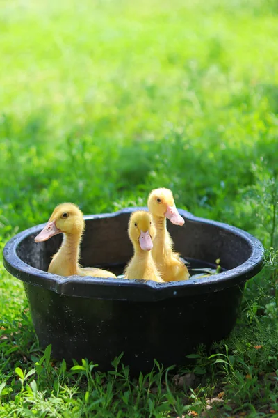 Nahaufnahme Von Niedlichen Kleinen Gelben Enten Schwimmen Bowl Ducks Swim — Stockfoto