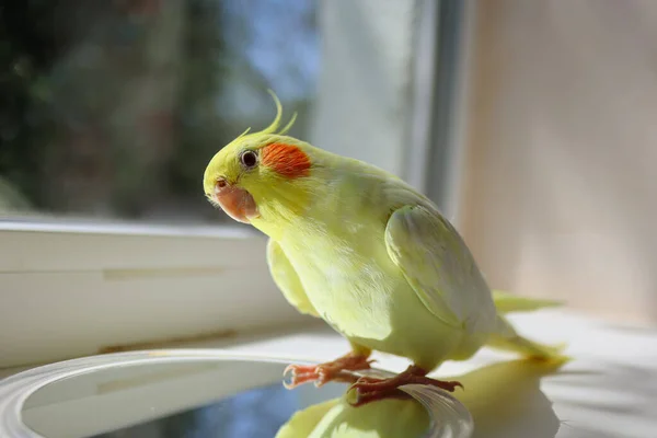 Close View Cute Playful Yellow Parrot Looking Mirror Funny Bird — 스톡 사진