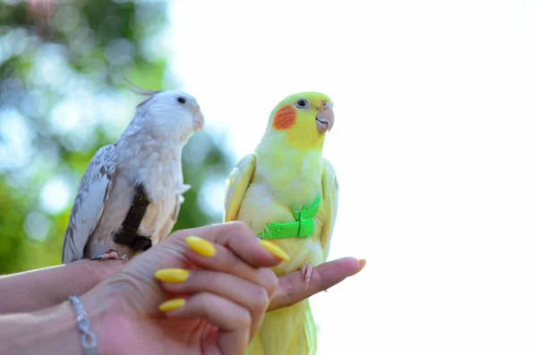 Pet Birds Funny Parrot Pet Care Папуга Упряжці Красиво Жовтий — стокове фото