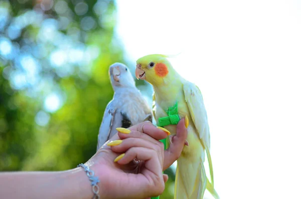 Evcil Hayvan Bakımı Hayvanları Sev Ornitoloji Cockatiel Papağanı Koşumlu Papağan — Stok fotoğraf