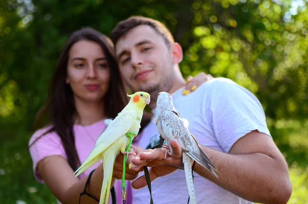 people with parrots.Bird training.Parrots on a walk.Parrots in harnesses.Love for animals.Cockatiel pets.Training.Love for birds.Bird harness.Cockatiel parrot sits on her hand.Favorite pets.cockatiel.Feathered friend.Ornithology.Funny parrot.