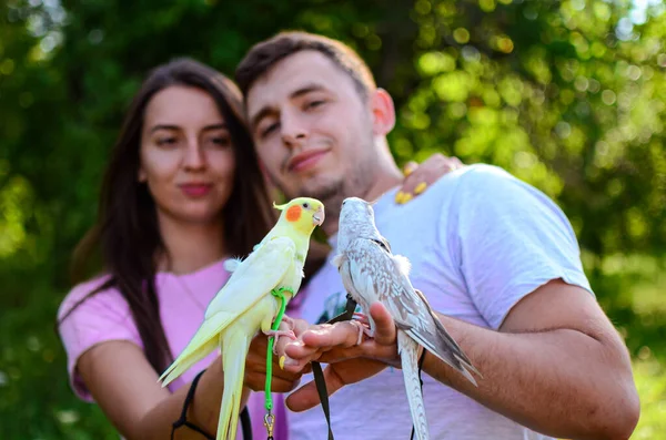 Menschen Mit Papageien Vogeltraining Papageien Auf Einem Spaziergang Papageien Geschirr — Stockfoto