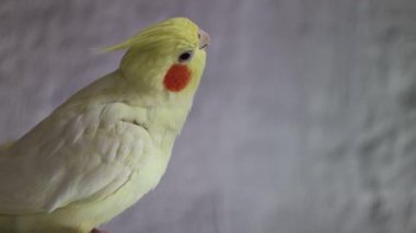 Sarı papağan papağanı. Şirin papağan. Evcil hayvan papağanı. En iyi papağan. Güzel bir kuş fotoğrafı. Komik papağan papağanı. Ev hayvanı sarı kuş. Güzel tüyler.