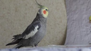 Güzel gri papağan. Cockatiel papağanı kamerada sevimli görünüyor. Papağan güzel bir evcil hayvan. Rengi ve tüyleri güzel. Komik bir hayvan. Kuşun ilgisini çekiyor..