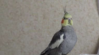 Güzel gri papağan. Cockatiel papağanı kamerada sevimli görünüyor. Papağan güzel bir evcil hayvan. Rengi ve tüyleri güzel. Komik bir hayvan. Kuşun ilgisini çekiyor..