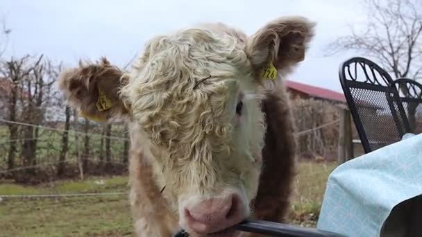 Bezerro Encaracolado Engraçado Engraçado Cow Little Cow Calf Bull Yard — Vídeo de Stock