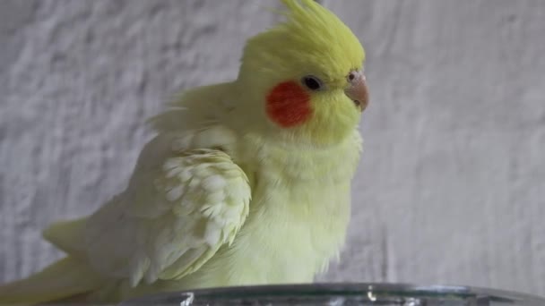 オウムは鏡の中に見えます 面白い鳥Cockatiel Yellow鳥遊び心のあるオウム 黄色のカクテルのオウム かわいいカクテル 家庭用ペットの鳥 — ストック動画