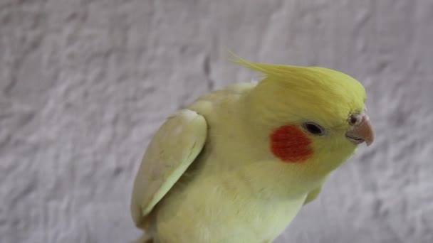 Sárga Kakadiel Papagáj Aranyos Kakad Otthon Kisállat Papagáj Legjobb Kakad — Stock videók