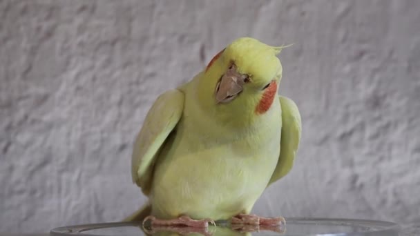 Παπαγάλος Κοιτάζει Στον Καθρέφτη Αστεία Πουλί Κοκκάλι Κίτρινο Πουλί Παιχνιδιάρικο — Αρχείο Βίντεο