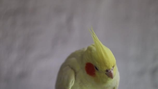 Κίτρινη Cockatiel Parrot Cute Cockatiel Home Κατοικίδιο Ζώο Parrot Καλύτερο — Αρχείο Βίντεο