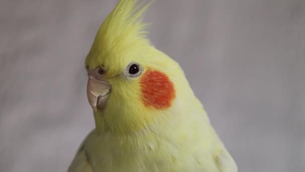 Żółty Cockatiel Papuga Cute Cockatiel Home Papuga Zwierzaka Najlepszy Cockatiel — Wideo stockowe