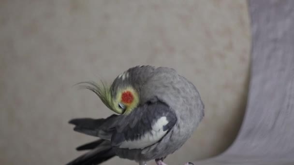 Güzel Gri Papağan Cockatiel Papağanı Kamerada Sevimli Görünüyor Papağan Güzel — Stok video