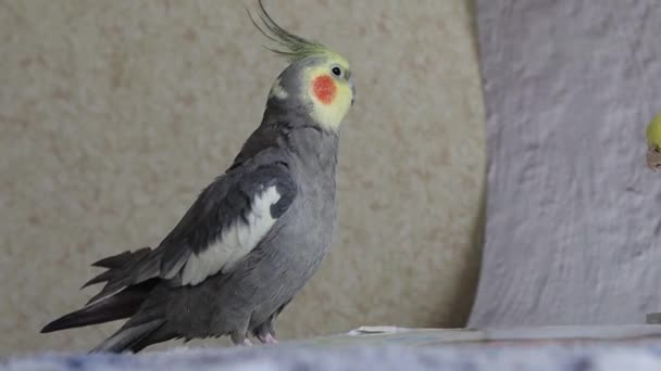 美しい灰色のオウム Cockatielのオウムはカメラでかわいいように見えます Parrotはペットです 美しい色と羽 面白い動物 面白い鳥 鳥は面白いです — ストック動画