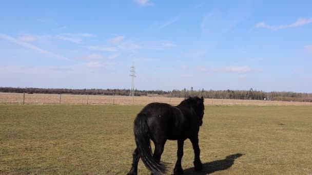 Fríský Koně Černý Kůň Procházky Poli Domácí Ranch Love Pro — Stock video