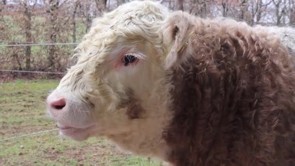Curly Calf Funny Funny Cow Little Cow Calf Bull Yard — стоковое видео